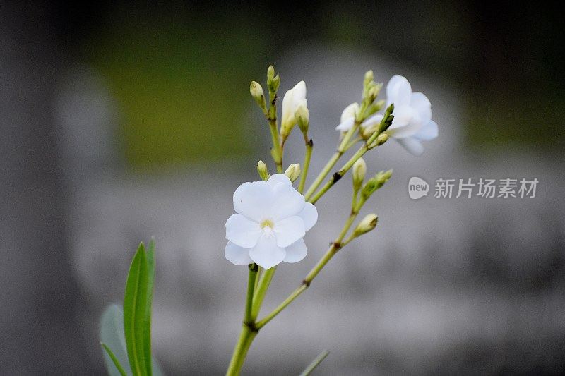 白色夹竹桃(Nerium Oleander 'Soeur Agnes')在花园里盛开。